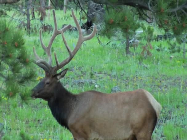 Wapiti sauvage dans les montagnes Rocheuses 
